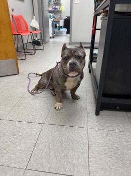 Pit Bull Terrier Dogs Available for Adoption in Sorrento, Louisiana - Breeze | PetCurious