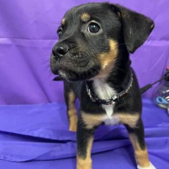 Shepherd Dogs Available for Adoption in North Myrtle Beach, South Carolina - Obsidian | PetCurious