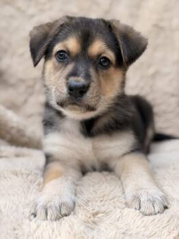 Clara -  German Shepherd Dog and Australian Cattle Dog Blue Heeler Dog for Adoption in Pleasant Hill, California - Clara | PetCurious