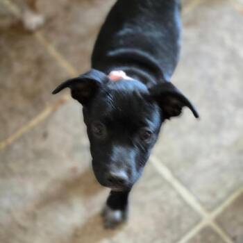 Frisky -  Mixed Breed Dog for Adoption in Moab, Utah - Frisky | PetCurious