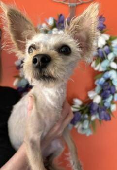 Ronin -  Schnauzer and Yorkie Poo Dog for Adoption in Pasco, Washington - Ronin | PetCurious