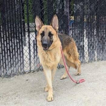 German Shepherd Dog Dogs Available for Adoption in Philadelphia, Pennsylvania - Jafar | PetCurious