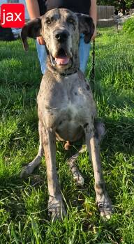 Great Dane Dogs Available for Adoption in Fort Worth, Texas - Jax | PetCurious