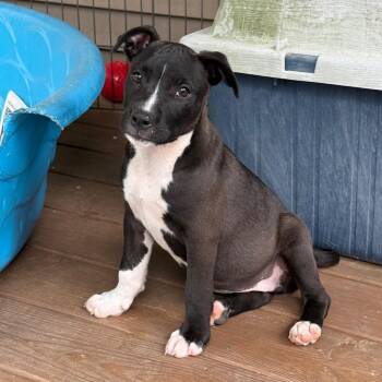 Pit Bull Terrier Dogs Available for Adoption in Little Rock, Arkansas - Vivi | PetCurious