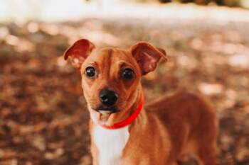Chihuahua and Mixed Breed Dogs Available for Adoption in North Charleston, South Carolina - 92143a Blaster | PetCurious