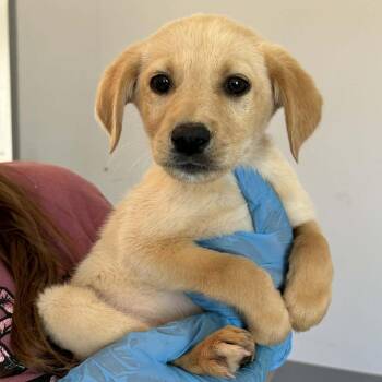 Labrador Retriever Dogs Available for Adoption in Las Vegas, Nevada - Waterford 53595 | PetCurious