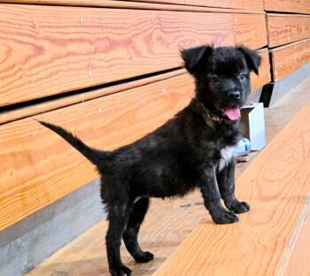 Titu -  Border Collie and Mixed Breed Dog for Adoption in Evergreen, Colorado - Titu | PetCurious