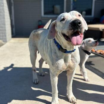 American Bulldog and Dogo Argentino Dogs Available for Adoption in Pflugerville, Texas - Winnie | PetCurious