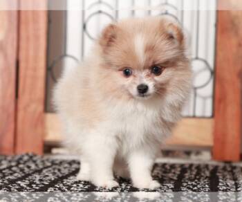 Penny -  Pomeranian Dog for Adoption in West Caldwell, New Jersey - Penny | PetCurious