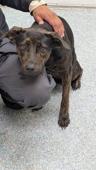 TRAVISINA -  Labrador Retriever and Mixed Breed Dog for Adoption in Rowlett, Texas - TRAVISINA | PetCurious
