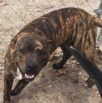 Rescue Pit Bull Terrier Dogs for Adoption in Orangeburg, South Carolina - Axle | PetCurious