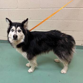 Mixed Breed Dogs Available for Adoption - Montana | PetCurious