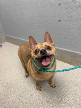 BEAU -  Chihuahua Dog for Adoption in Las Vegas, Nevada - BEAU | PetCurious