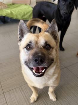 Axel -  Corgi and Shepherd Dog for Adoption in Las Vegas, Nevada - Axel | PetCurious