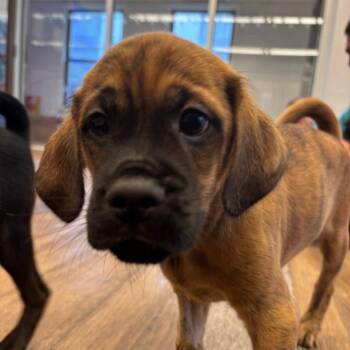 Ravi -  Mixed Breed Dog for Adoption in New York, New York - Ravi | PetCurious