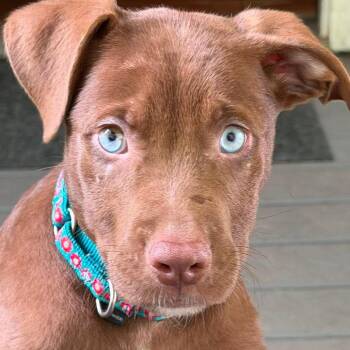 Backspace -  Mixed Breed Dog for Adoption in Fredericksburg, Virginia - Backspace | PetCurious