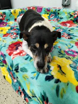 Rat Terrier and Jack Russell Terrier Dogs Available for Adoption in York, South Carolina - George | PetCurious