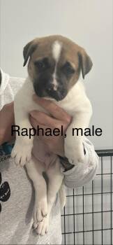 Akita Dogs Available for Adoption - Raphael | PetCurious