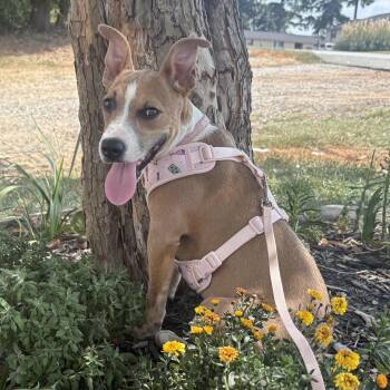 Andromeda -  Mixed Breed Dog for Adoption in Columbia, South Carolina - Andromeda | PetCurious