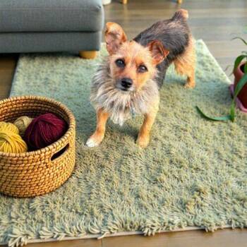 Judy -  Yorkshire Terrier Dog Available for Adoption in Memphis, Tennessee - Judy | PetCurious