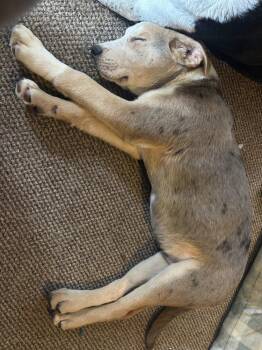 Terrier Dogs Available for Adoption - Troubadour | PetCurious