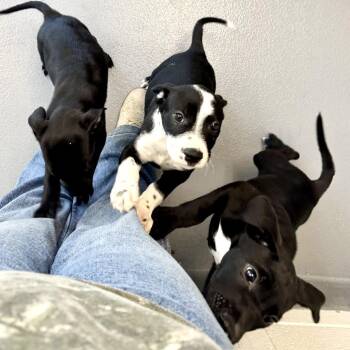 Sulu -  Terrier Dog for Adoption in Hilton Head Island, South Carolina - Sulu | PetCurious