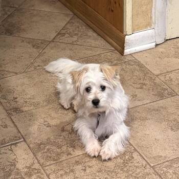 Mim -  Mixed Breed Dog for Adoption in Rensselaer, New York - Mim | PetCurious
