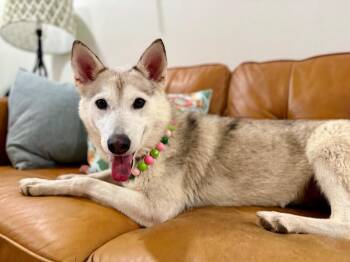 Mallory Lovestrong -  Husky Dog for Adoption in Friendswood, Texas - Mallory Lovestrong | PetCurious