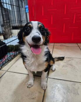 Ursula -  Spaniel Dog for Adoption in El Centro, California - Ursula | PetCurious
