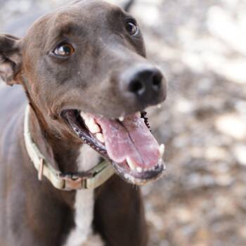 Rescue Greyhound Dogs for Adoption in El Paso, Texas - Birdie | PetCurious