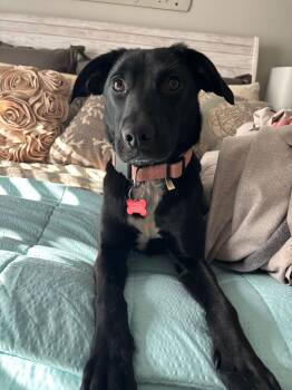 Labrador Retriever Dogs Available for Adoption - Brielle Bella | PetCurious