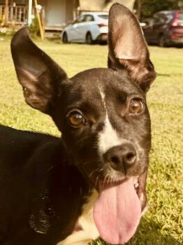 Rescue Labrador Retriever and Terrier Dogs for Adoption in Enfield, Connecticut - Mickey | PetCurious