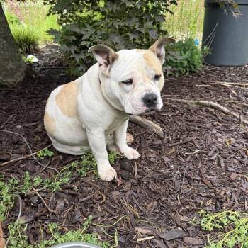 Bonita -  Pit Bull Terrier Dog for Adoption in Greensboro, North Carolina - Bonita | PetCurious