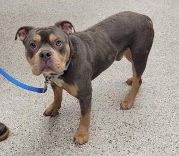 Pit Bull Terrier and Mixed Breed Dogs Available for Adoption in Kansas City, Missouri - Golly Gee | PetCurious