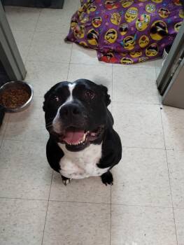 Rescue Mixed Breed Dogs for Adoption in Fennville, Michigan - Nala | PetCurious