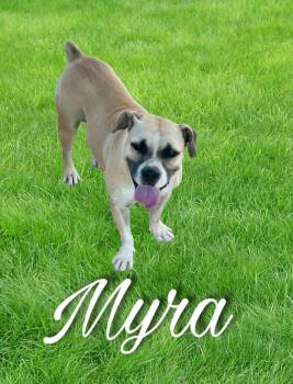 Rescue Bulldog and Pit Bull Terrier Dogs for Adoption in Sherman, Texas - Myra | PetCurious