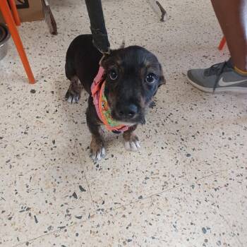 Perla -  Mixed Breed Dog for Adoption in Guaynabo, Guaynabo - Perla | PetCurious