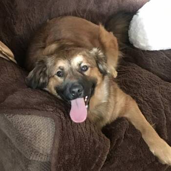 Golden Retriever and Australian Shepherd Dogs Available for Adoption - Ludie | PetCurious