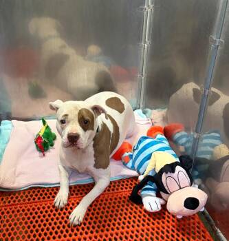 Terrier Dogs Available for Adoption in Columbia, Illinois - Sage | PetCurious