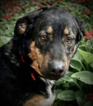 Lulu Rose -  Rottweiler and Shepherd Dog for Adoption in Lucas, Texas - Lulu Rose | PetCurious