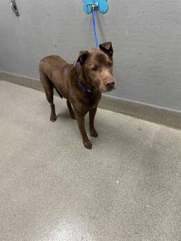 ROBERT -  Labrador Retriever Dog for Adoption in Las Vegas, Nevada - ROBERT | PetCurious