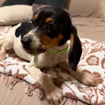 Beagle Dogs Available for Adoption in Baton Rouge, Louisiana - Finn | PetCurious