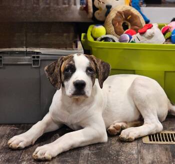 Squid -  Mastiff and Shepherd Dog for Adoption - Squid | PetCurious