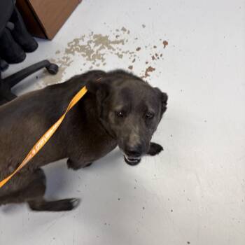 Black Labrador Retriever Dogs Available for Adoption in Elberon, Virginia - Eve | PetCurious