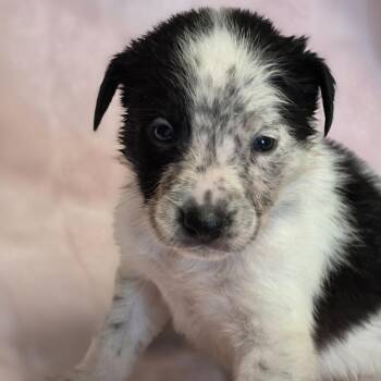 Willow -  Border Collie Dog for Adoption in Wiggins, Mississippi - Willow | PetCurious