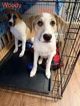Woody -  Great Pyrenees and Mixed Breed Dog for Adoption in Chattanooga, Tennessee - Woody | PetCurious