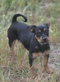 Chihuahua Dogs Available for Adoption in Gorham, Maine - Lilly Dublin | PetCurious