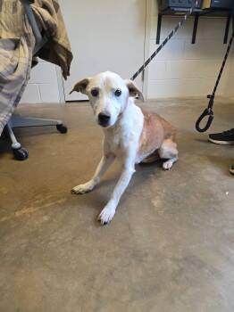 Lucy -  Mixed Breed Dog Available for Adoption in Stratham, New Hampshire - Lucy | PetCurious