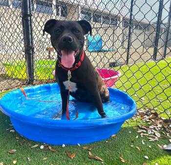 Mixed Breed Dogs Available for Adoption in Jacksonville, Florida - JENNY FROM THE BLOCK | PetCurious