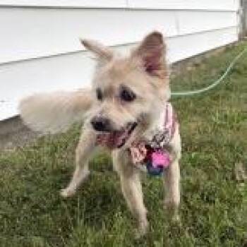 Sashi -  Mixed Breed Dog for Adoption in Mentor, Ohio - Sashi | PetCurious
